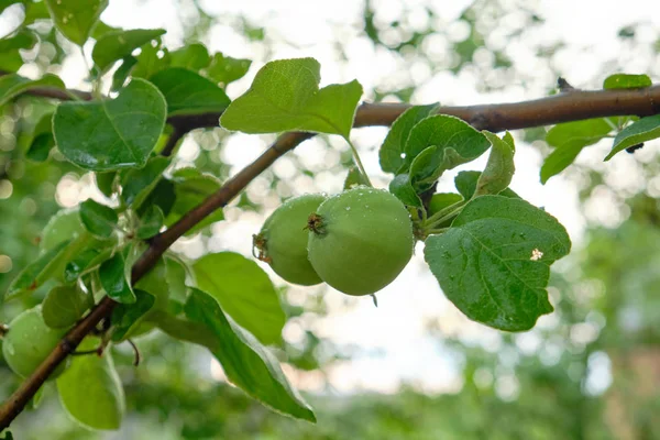 young green apples on a branch after a rain. Apple fruits ,
