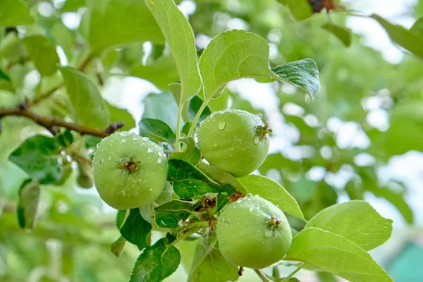 young green apples on a branch after a rain. Apple fruits ,