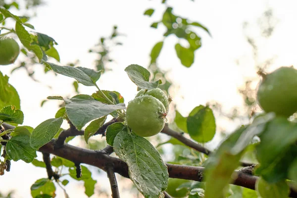 young green apples on a branch after a rain. Apple fruits ,