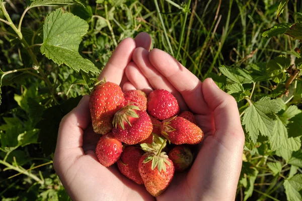 Cosecha Fresa Fresas Manos Femeninas — Foto de Stock