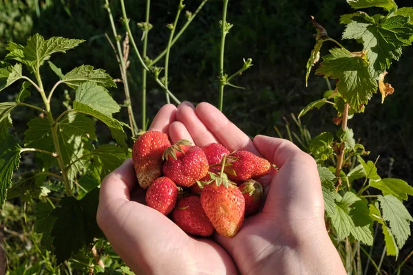 Strawberry harvest. Strawberries in female hands