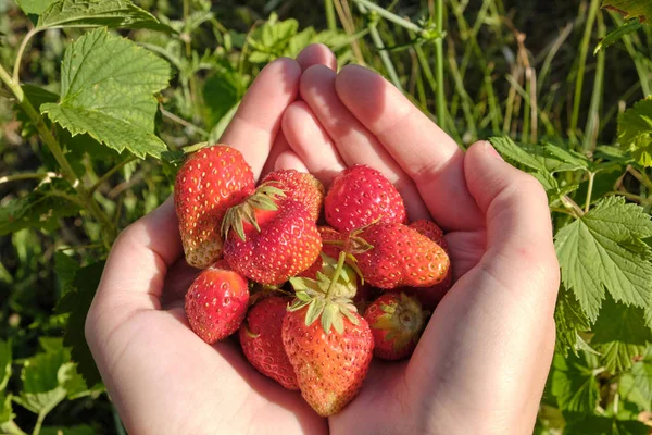 Strawberry harvest. Strawberries in female hands