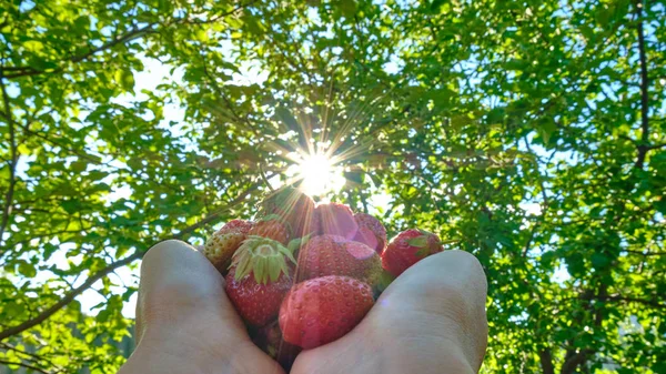 太陽の光の中で葉の緑の背景に手にイチゴ イチゴの収穫 — ストック写真