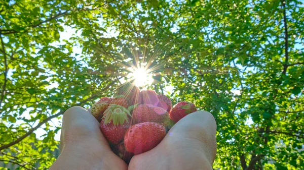 在阳光下 草莓在绿色的叶子背景上 草莓收获 — 图库照片