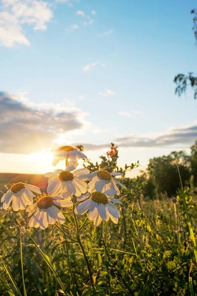 Fleur Marguerite Dans Les Rayons Soleil Couchant Marguerite Coucher Soleil — Photo