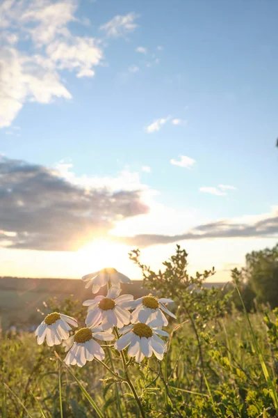 Gänseblümchen Blühen Den Strahlen Der Untergehenden Sonne Gänseblümchen Bei Sonnenuntergang — Stockfoto