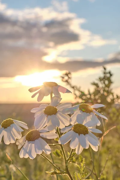 Gänseblümchen Blühen Den Strahlen Der Untergehenden Sonne Gänseblümchen Bei Sonnenuntergang — Stockfoto