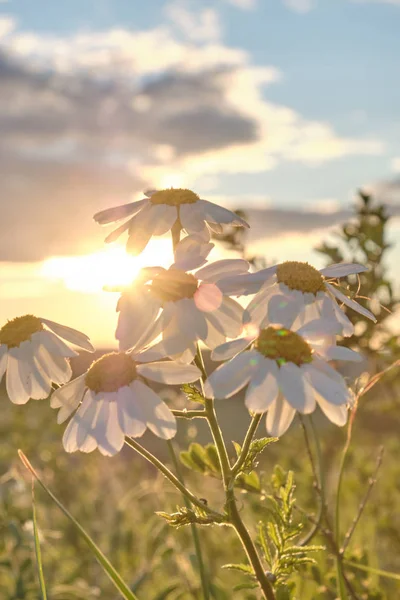 Gänseblümchen Blühen Den Strahlen Der Untergehenden Sonne Gänseblümchen Bei Sonnenuntergang — Stockfoto