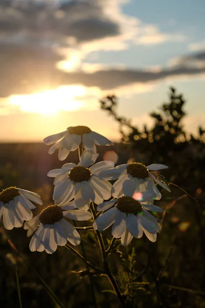 Gänseblümchen Blühen Den Strahlen Der Untergehenden Sonne Gänseblümchen Bei Sonnenuntergang — Stockfoto