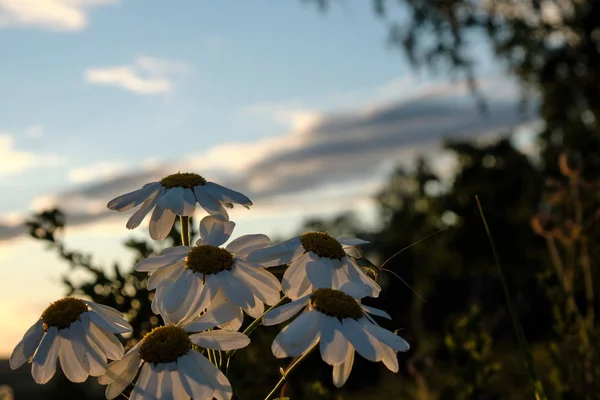 Gänseblümchen Wiesenblumen Bei Sonnenuntergang Kamillentapete — Stockfoto