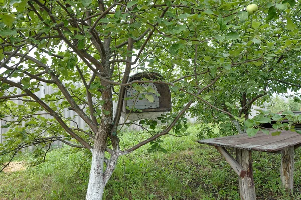 Arılar Ile Arı Tuzağı Bir Elma Ağacında Asılı Arıcılık — Stok fotoğraf