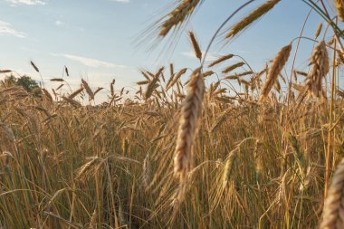 Gün batımı ışığında tahıl alanı. Tahıl alanı