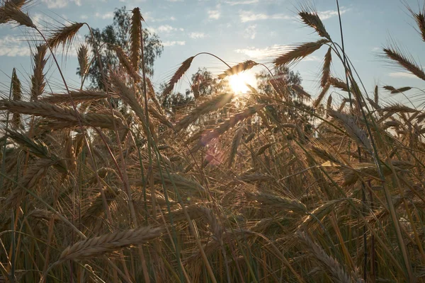 Зерновое Поле Солнечном Свете Зерновое Поле — стоковое фото