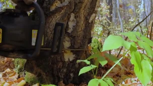 Een man zaagt een boom met een kettingzaag — Stockvideo