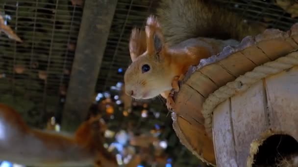 Eekhoorn op een boom op een zonnige dag — Stockvideo