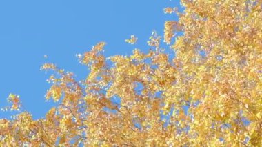 Mavi gökyüzüne karşı sarı ağaç yaprakları