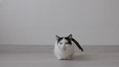 Siyah noktalar ile beyaz yerli kedi kedi, beyaz arka plan istiyor