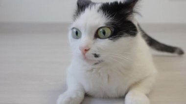 Yerli kedi onun arka ayakları ile bakar ve fotoğraf makinesine benziyor beyaz yakın çekim