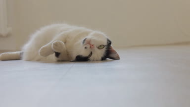 Siyah noktalar, oynama, yere sallanan ve kamera, beyaz arka plan arıyorum ile beyaz yerli kedi