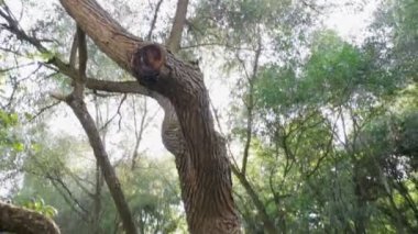 Alışılmadık bir gövde, mutasyon ile yaşlı bir ağaç