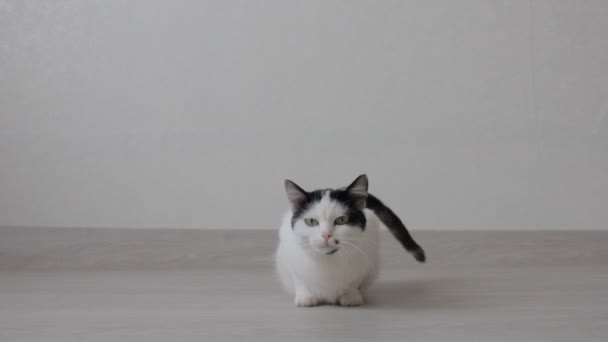 White domestic cat with black spots wants to cat, white background — Stock Video