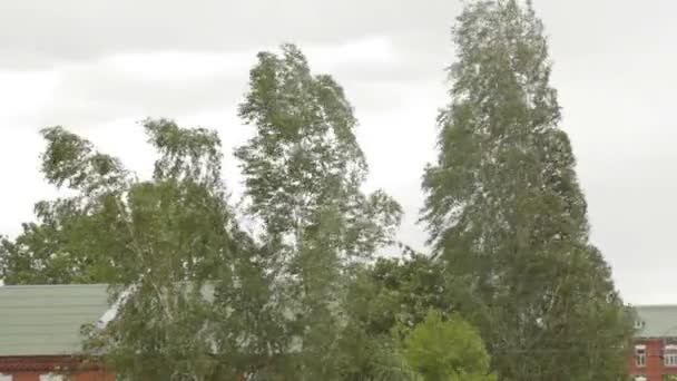 Der Wind schüttelt große Birken, schlechtes Wetter, Sommer — Stockvideo