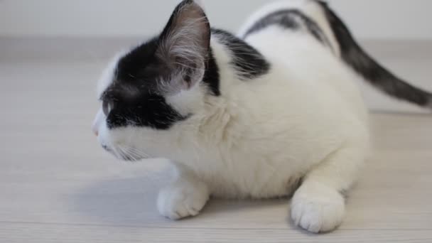 De witte binnenlandse kat kijkt over met zijn achterpoten en kijkt naar de camera, close-up — Stockvideo