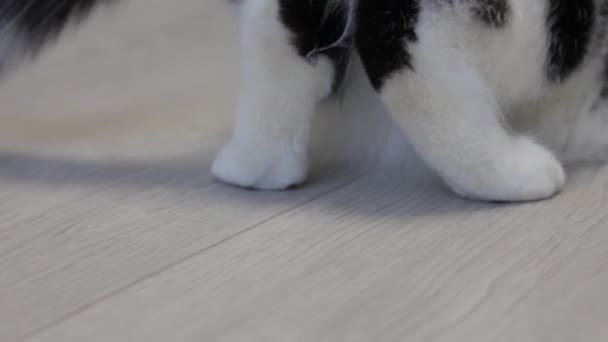 Gato blanco con manchas negras clasifica sus patas traseras, primer plano — Vídeos de Stock