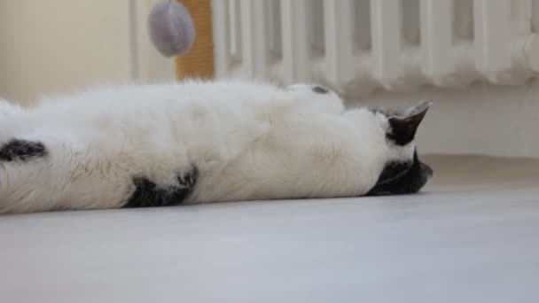 Gato doméstico branco com manchas pretas, jogando, balançando no chão e olhando para a câmera, fundo branco — Vídeo de Stock