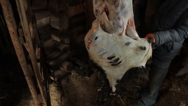 Un homme coupe une carcasse de mouton dans une grange, gros plan — Video