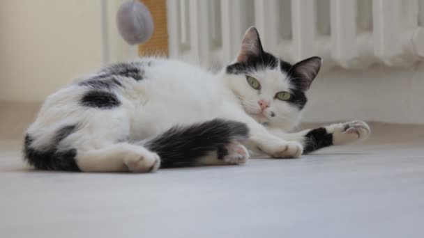 Weiße Hauskatze mit schwarzen Flecken, spielend, auf dem Boden schaukelnd und in die Kamera blickend, weißer Hintergrund — Stockvideo