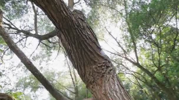 Een oude boom met een ongebruikelijke stam, mutatie — Stockvideo