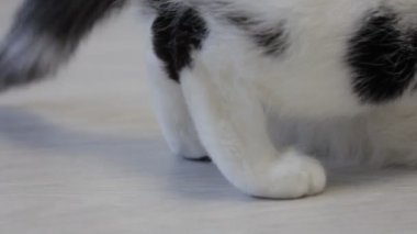 Siyah noktalar ile beyaz kedi arka ayakları, yakın çekim sıralar