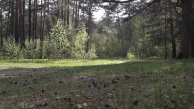 Bir adam ormana doğru yürür ve bir torba çöp atar