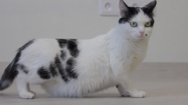 Le chat domestique blanc regarde par-dessus avec ses pattes arrière et regarde dans la caméra, gros plan — Video