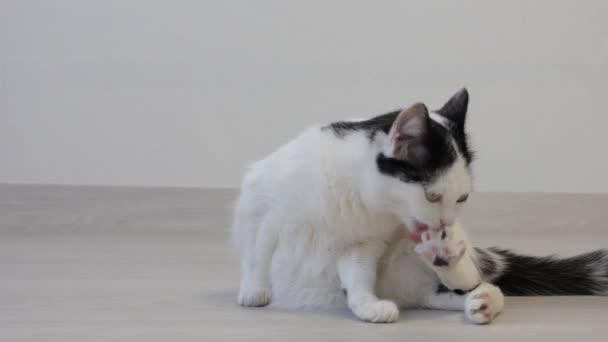Weiße Katze mit schwarzen Flecken beim Spielen und Waschen, Blick in die Kamera — Stockvideo