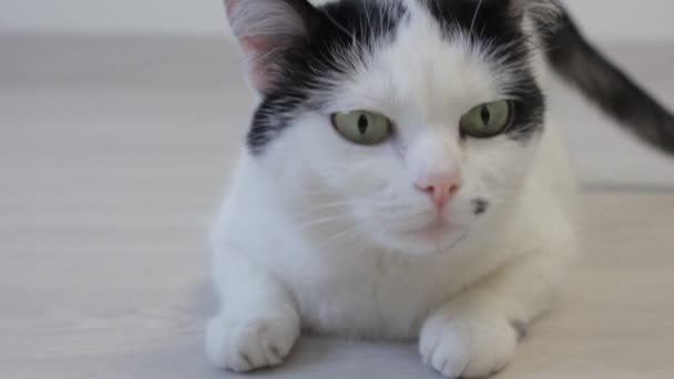 The white domestic cat looks over with his hind legs and looks into the camera, close-up — Stock Video