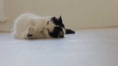 Siyah noktalar, oynama, yere sallanan ve kamera, beyaz arka plan arıyorum ile beyaz yerli kedi