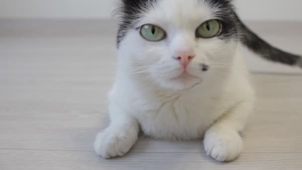 Le chat domestique blanc regarde par-dessus avec ses pattes arrière et regarde dans la caméra, gros plan — Video