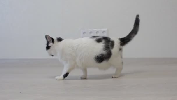 Vit inhemska katt med svarta fläckar skakar sina tassar, vit bakgrund — Stockvideo
