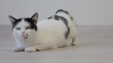 Yerli kedi onun arka ayakları ile bakar ve fotoğraf makinesine benziyor beyaz yakın çekim