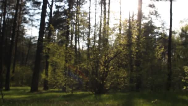 Im Wald liegen Müll, Plastik, Flaschen, Umweltverschmutzung — Stockvideo