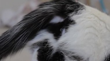 Siyah lekeleri olan beyaz kedi arka bacakları, yakın çekim, kediler östrus sıralar