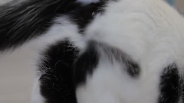 White cat with black spots sorts its hind legs, close-up, a cats estrus — Stock Video