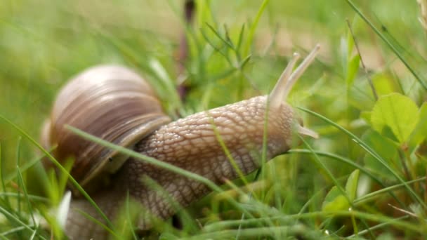 Gros escargot dans les bois à la recherche de nourriture, macro, hélice 