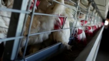Tavuk ve yumurta, üreme için tavuk çiftliği tavuk gagalamayı besleme, yakın çekim, fabrika tavukları, modern çiftlik