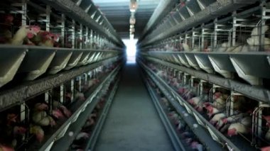 Tavuk çiftliği, tavuk açık hava kafeslerde oturup karışık yemek besleme, konveyör kemerleri yalan tavuk yumurta, tavuk