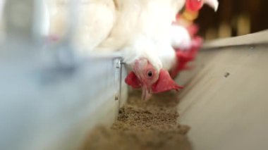 Tavuk ve yumurta, üreme için tavuk çiftliği tavuk gagalamayı besleme, yakın çekim, çiftlik tavukları, tavuk