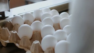 Otomatik aygıt tavuk yumurtası küçük bir çiftlik işaretler