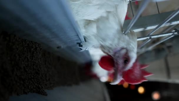 家禽养殖场饲养鸡、蛋、鸡啄饲料、特写、农家鸡垂直视频9x16、农场工厂 — 图库视频影像